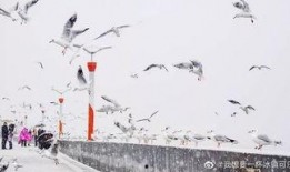 昆明爆料下雪视频最新,市民欢声笑语迎瑞雪